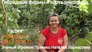 Виноград Раджа - описание, видео на участке Пузенко Натальи Лариасовны