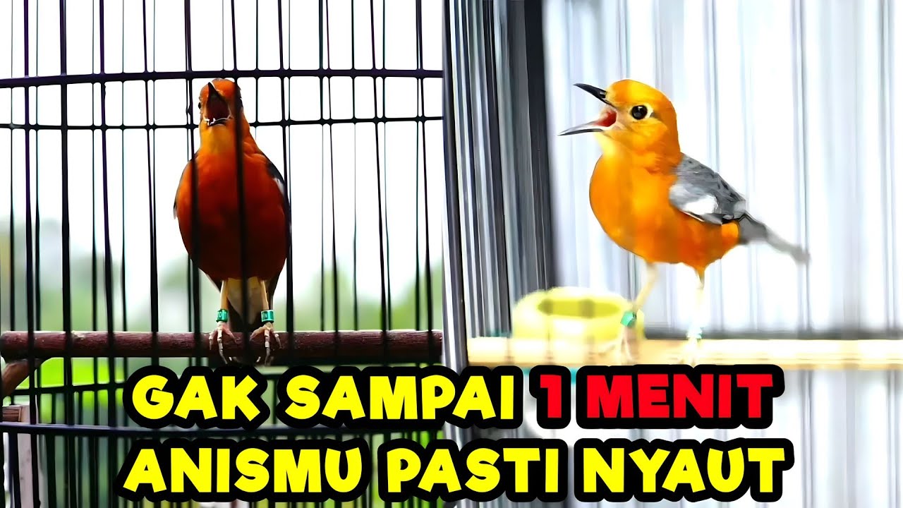 SUARA ANIS MERAH BETINA NGECIT JANTAN NGEPLONG INI 100% MAMPU BANGKITKAN BIRAHI DENGAN CEPAT