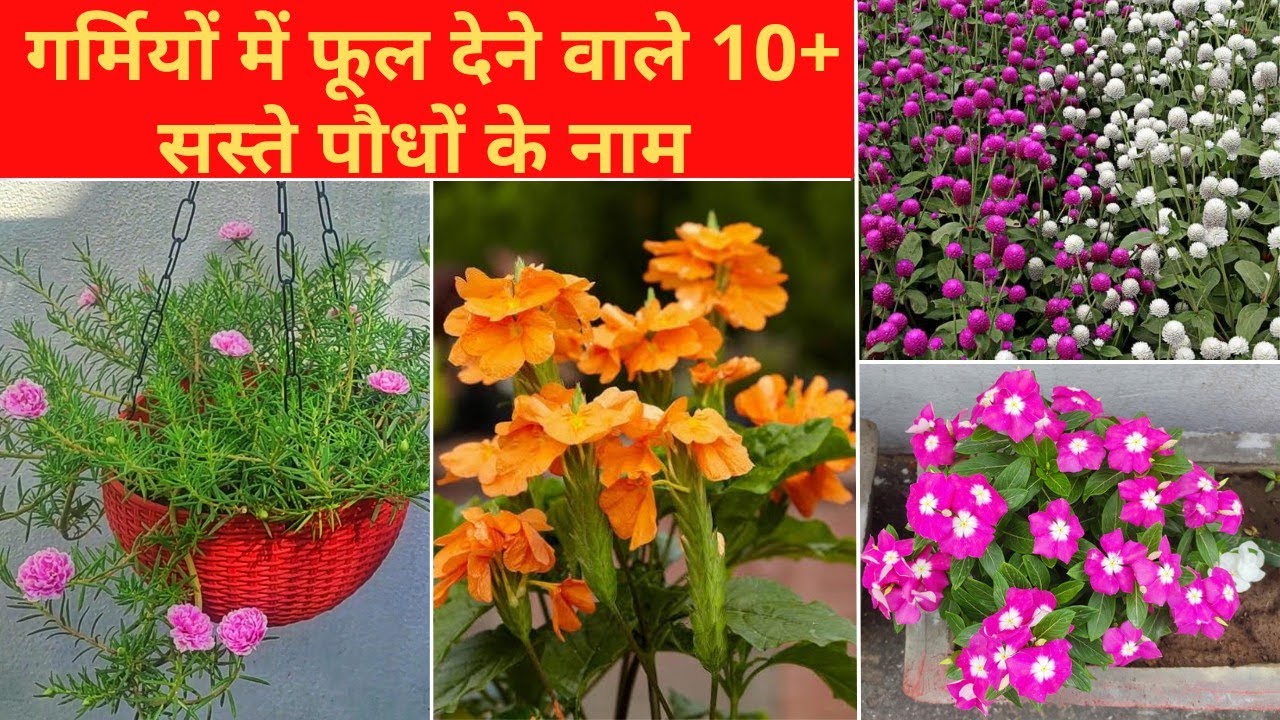 फरवरी मे लगाएं सस्ते मिलने वाले, गर्मियों में फूल देने वाले पौधों के