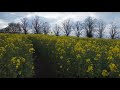 4K  Drone practice - crop skimming