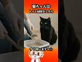 めっちょ早く使いますよねっ☆#猫 #保護猫 #猫のいる暮らし
