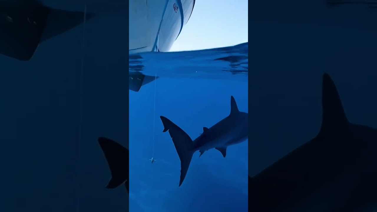 Shark Silhouette Crosses Beneath the Boat