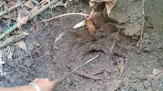 Snake Snakesee Catching Snakes.showing How To Catch A Snake.