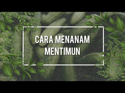Cara Menanam Mentimun 