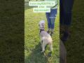 Distance, Duration, and Distraction are used to help a leash-reactive dog remain “below threshold”.