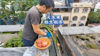 楼顶阳台种火龙果，教你如何粗生粗养，火龙果结果多又甜！