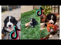 😍 Funny and Cute Bernese Mountain Dog and Puppies Videos 😂