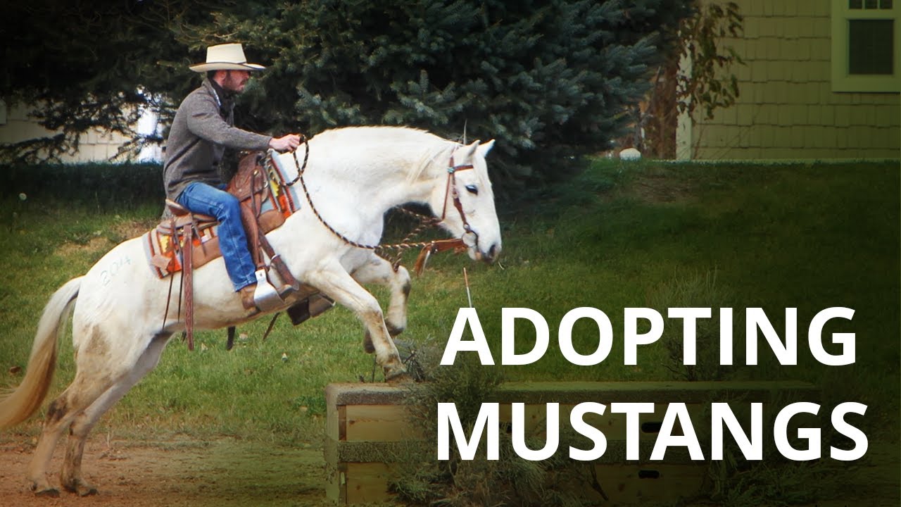 This is the Best Way to Adopt a Mustang