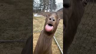bakri ki#viralshort#funny#tiktok#trendingshorts #youtubeshorts#subscribe#comedyvideos bakri ki#viralshort#funny#tiktok#trendingshorts #youtubeshorts#subscribe#comedyvideos