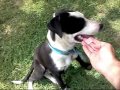 Dog Tricks of a Pitt Bull Border Collie mix. VERY FUN TRICKS, Tricks you can also teach your dog