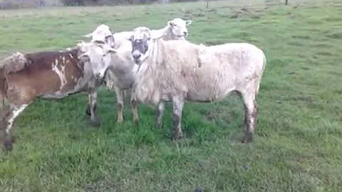 KRK Katahdin yearling and 5 yr old ram Aragon 0845...