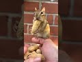 chipmunk N long peanut #tiktokviral #shots #shorts