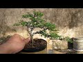 báo giá 3 cây Linh Sam 86 bonsai giá rẻ ngày 31/3/2021 LH☎️ Zalo 0364512536 Bùm