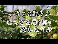[色んな観葉植物見れます] ハウス散歩♪