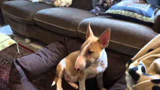 Honey The Bull Terrier