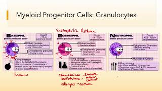 Micro Innate Immune Part 3 Cells of the Immune System