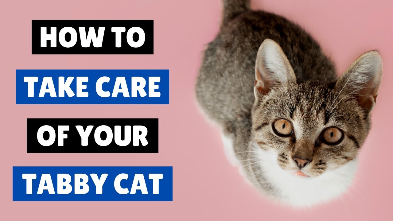 How to TAKE CARE Of a Tabby Cat 😻🐾 - YouTube