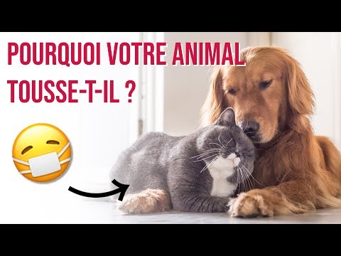 Vidéo: Pourquoi Le Chat Tousse