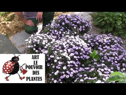 Vidéo: Faire pousser des fleurs d'aster bleu : types populaires de plantes d'aster bleu