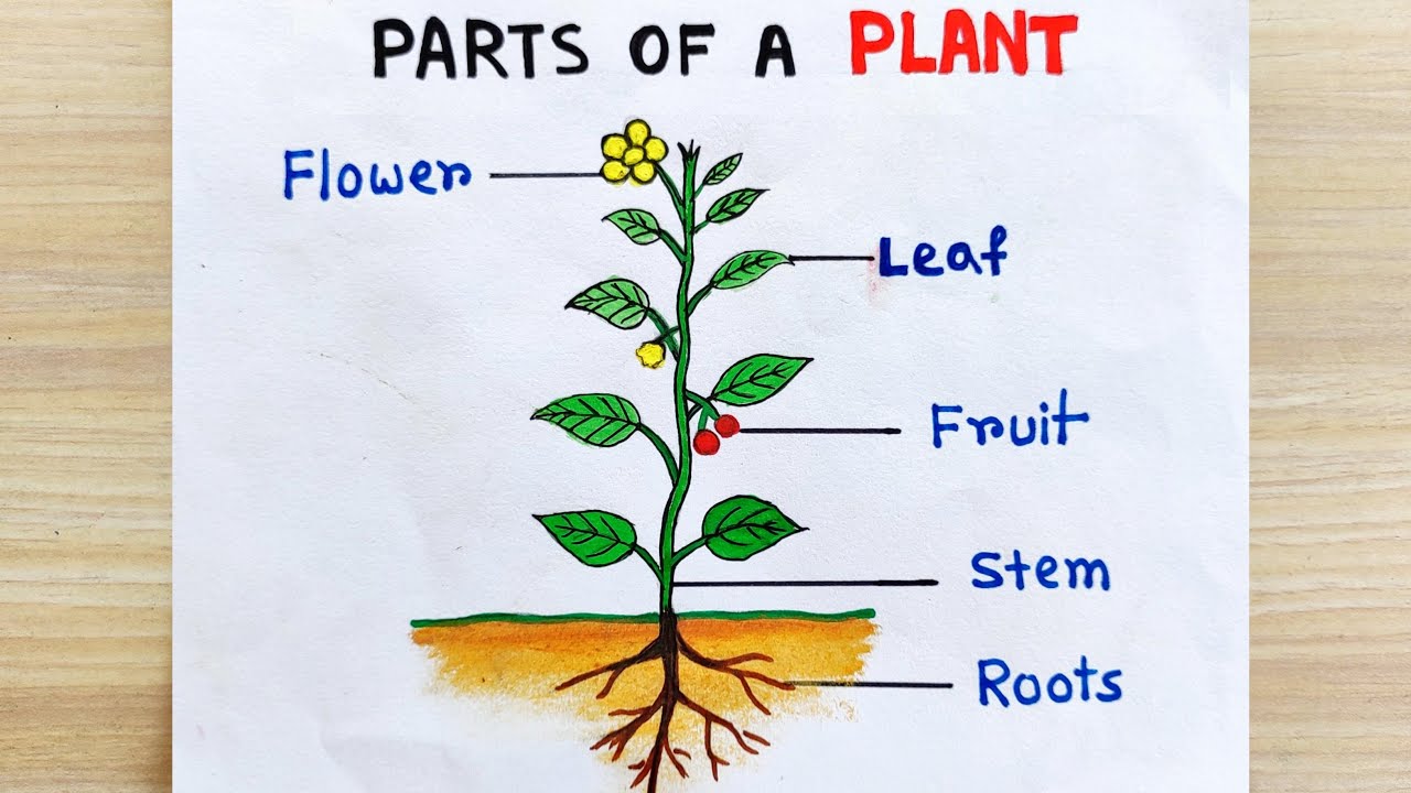 How to draw parts of plant idea | Parts of the Plant Drawing easy ...