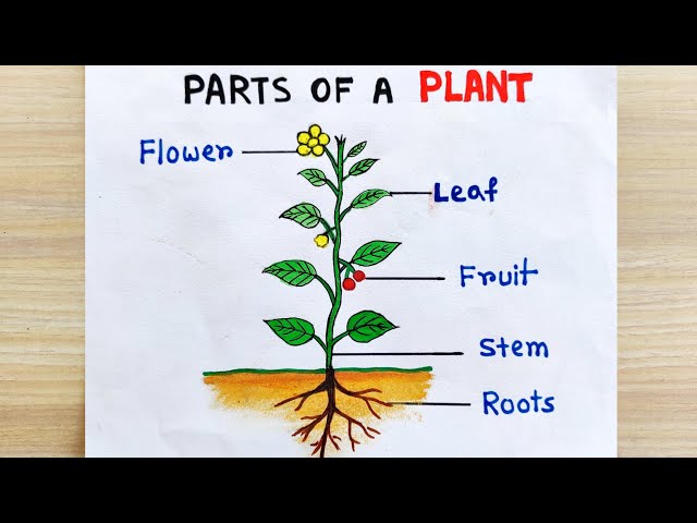 draw a plant and label all its parts?​ - Brainly.in