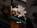 I swear she said it back #love #kitten #chatty #cat #cutiepoe
