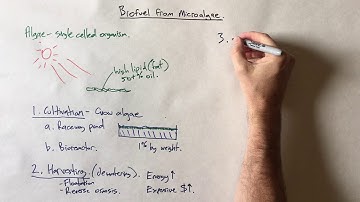 Biodiesel from microalgae