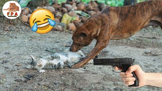 Animals funny cats and dogs video 2022 | funny Pets Animals 2023