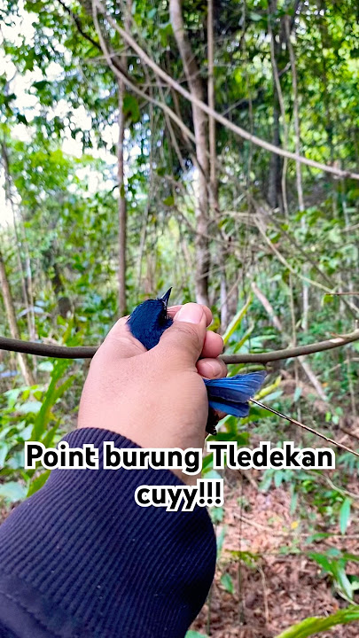 PIKAT BURUNG TLEDEKAN BAKAU BERSAMA SUHUNYA BURUNG !!!