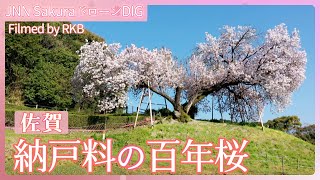 納戸料の百年桜【JNN sakuraドローンDIG 2024】