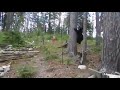 Хохма дня: кот заставил медведя забраться на дерево