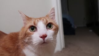Cat Meows While Getting Farts Squeezed Out