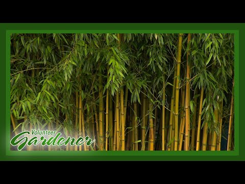 Vídeo: Qual é a altura do bambu dourado?