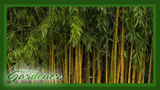 Bamboo: Attributes and Containment | Volunteer Gardener