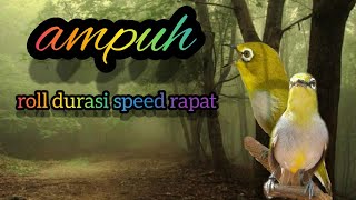 pancingan pleci roll dorusi speed rapat bikin pleci ikut gacor