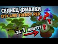 РОСТ ФИАЛКИ ЗА ОДНУ МИНУТУ #1 - сеянец фиалка CityLine Trendy Red / african violets