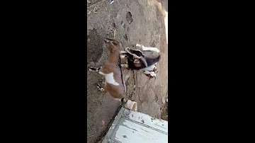 Come si fa a capire se una capra e incinta?