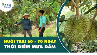 APN - NUÔI TRÁI SẦU RIÊNG 60 ĐẾN 70 NGÀY GẶP MƯA DẦM | CHUYẾN XE CANH TÁC SẦU RIÊNG KỲ 2