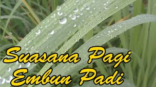 Download Lagu Tetesan Embun Pagi di Pagi Hari MP3