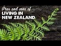 Pros & Cons of Living in New Zealand | A Thousand Words