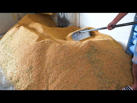How Rice is Grown in Taiwan - Rice Planting and Harvesting Process 稻米的一生！米的種植和收穫過程
