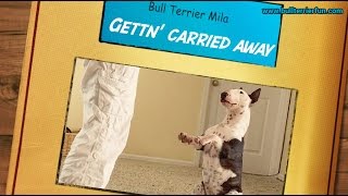 Hilarious Bull Terrier Dog Trick Compilation