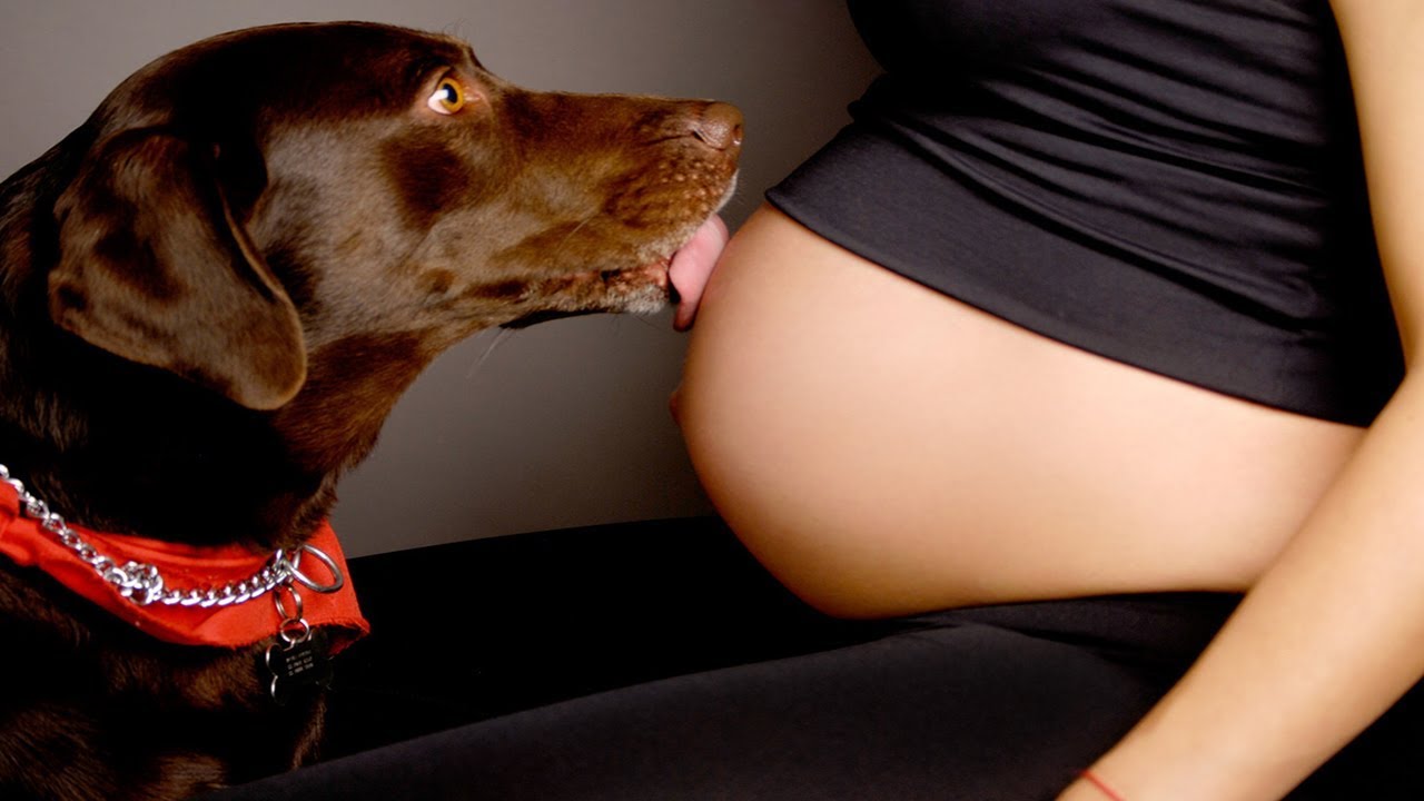 dog protects pregnant women, dog protect pregnant, dog protecting pregnant ...