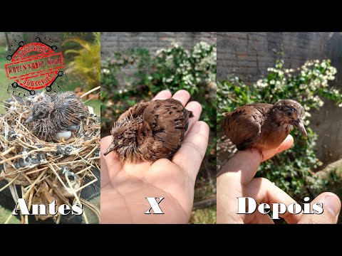 Vídeo: 3 maneiras de enterrar carcaças de pássaros