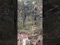 huge Indian Gaur (Bison) chased by a Tiger!! rare to capture moment'l