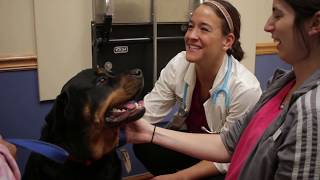 Dandy Acres Animal Hospital Veterinarian In South Lyon Michigan