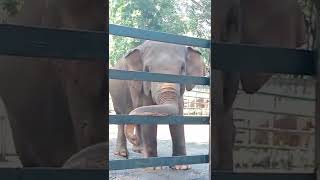 Lebih Dekat Dengan Hewan Darat Terbesar "Gajah Sumatera" | Ragunan Zoo #Shorts