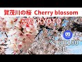 VR180  京都観光 賀茂川 の 桜 Japan KYOTO Cherry blossom 2021 japanese Sakura