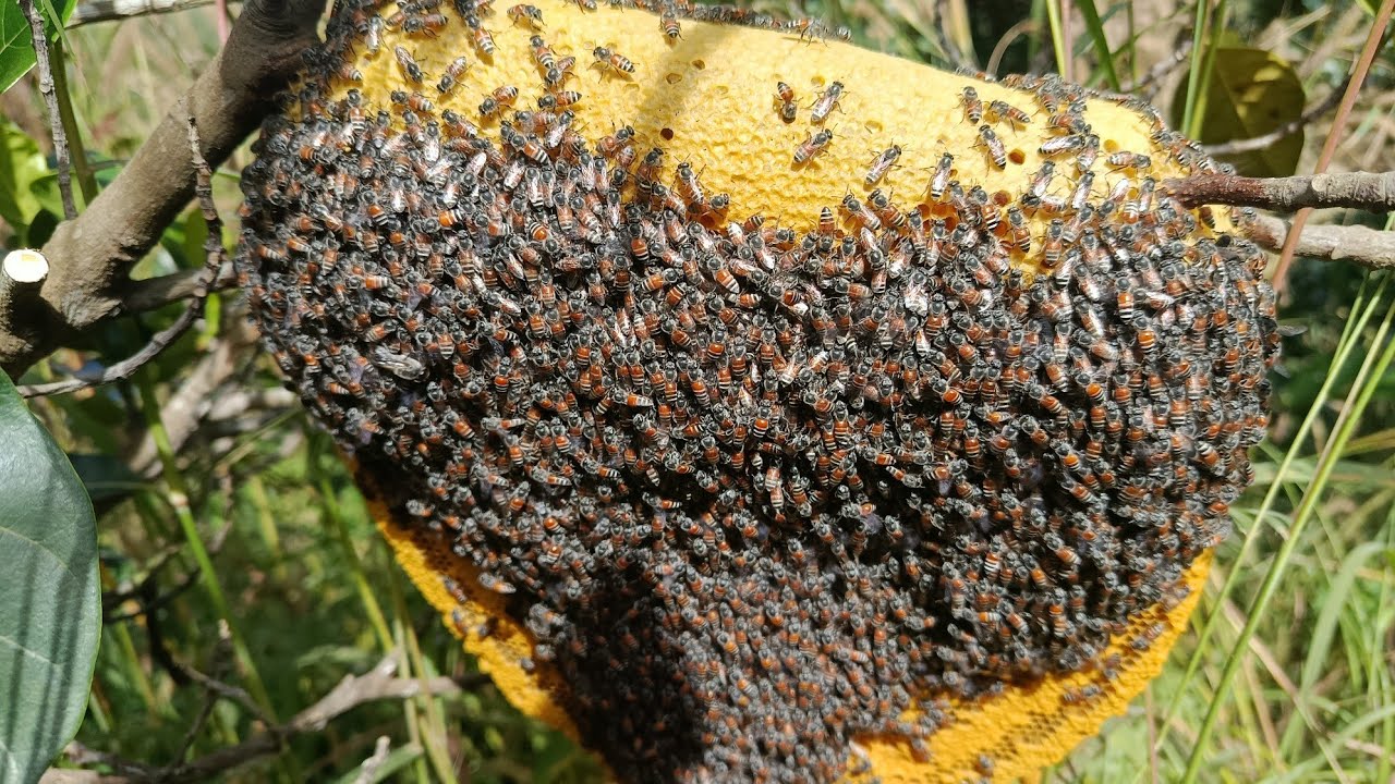 Ngày đầu qua căn cứ bắt ong ruồi mật như thế nào // Phương Nguyễn SB