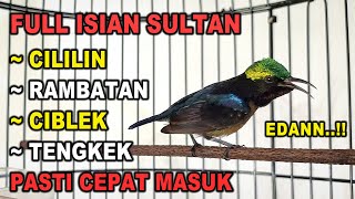 KONIN GACOR FULL ISIAN TEMBAKAN CILILIN, RAMBATAN & CIBLEK ! AMPUH BUAT MASTERAN KOLIBRI NINJA BAHAN